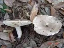 云南吃菌中毒分布图,云南吃菌中毒最新统计