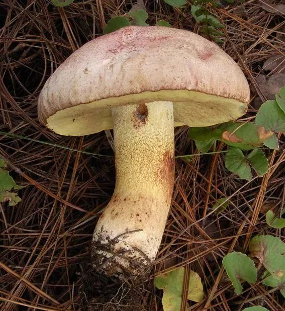 云南吃菌中毒分布图,云南吃菌中毒最新统计