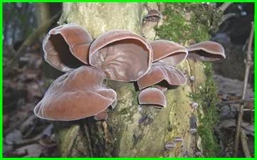 云南吃菌中毒分布图,云南吃菌中毒最新统计