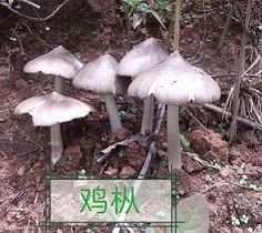 云南吃菌中毒分布图,云南吃菌中毒最新统计