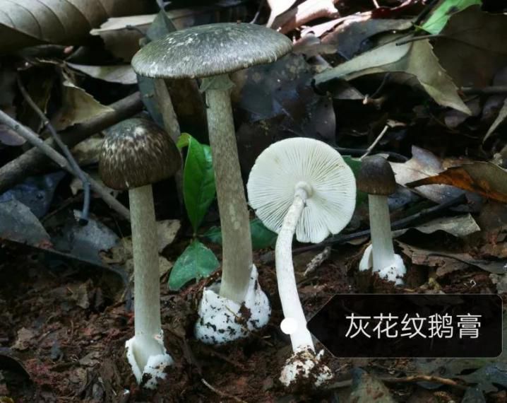 云南吃菌中毒分布图,云南吃菌中毒最新统计