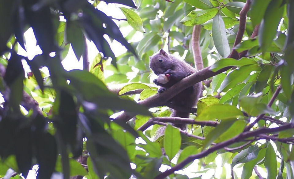 三苏祠的松鼠,三苏祠松鼠