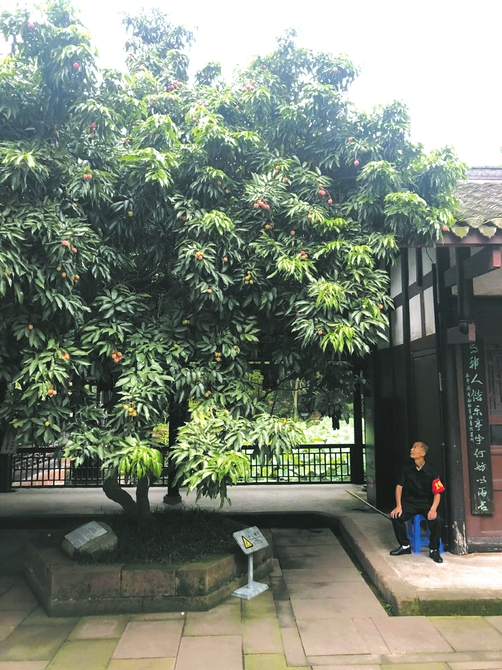 三苏祠的松鼠,三苏祠松鼠