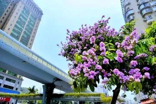 华丽升级,厦禾路哪一年改造