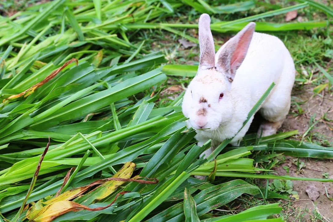 魔都新晋网红打卡地龙华会,魔都十六个网红打卡地方在哪