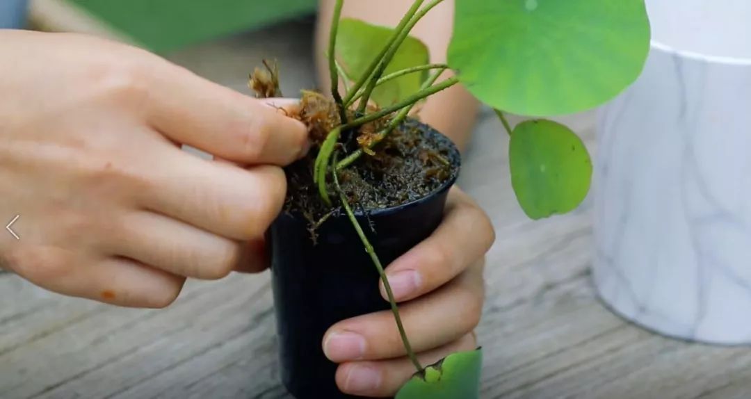 碗莲的种植小技巧,碗莲种植方法超简单的快来看看吧