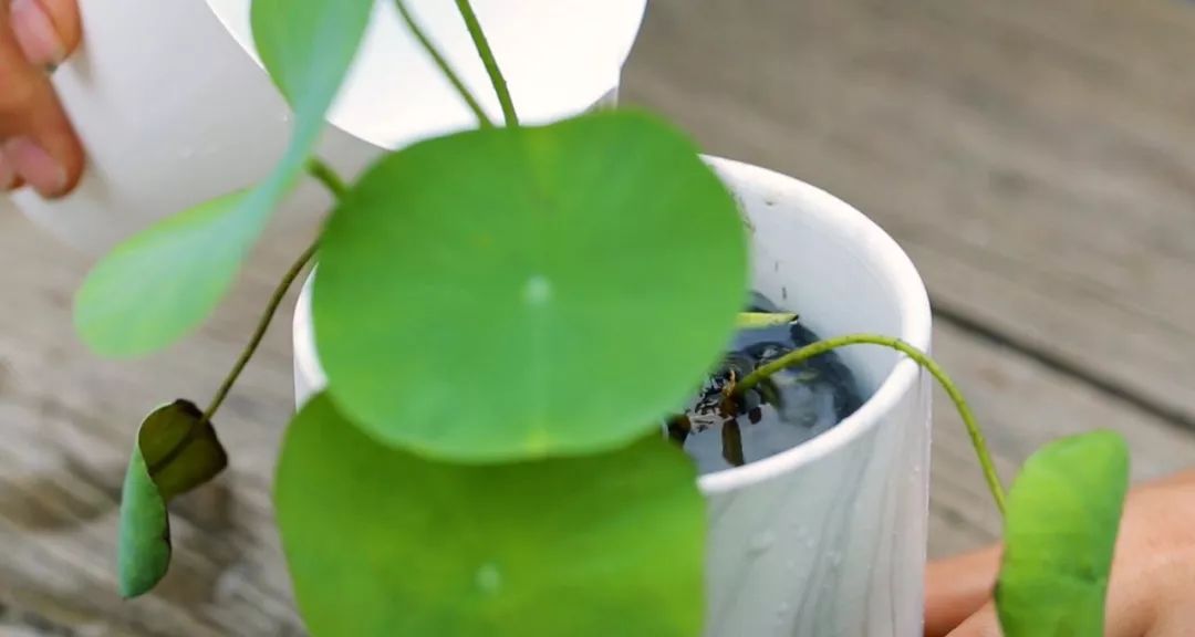 碗莲的种植小技巧,碗莲种植方法超简单的快来看看吧