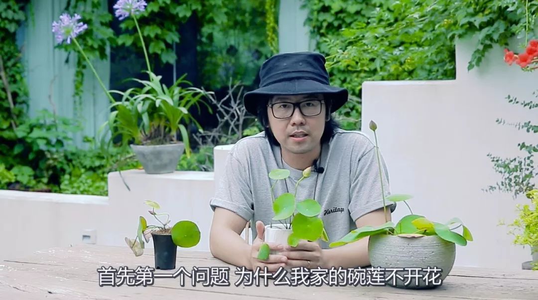 碗莲的种植小技巧,碗莲种植方法超简单的快来看看吧