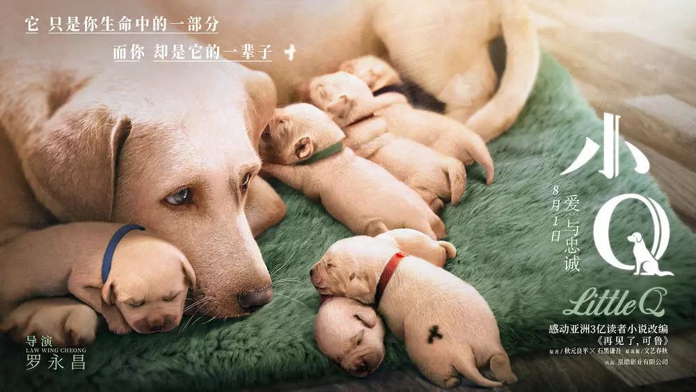 《小Q》：呈现另类生命的和谐图景|名家开奖