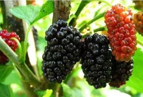 脱发怎么调理饮食最有效,这几个有效的脱发食疗方法拯救你