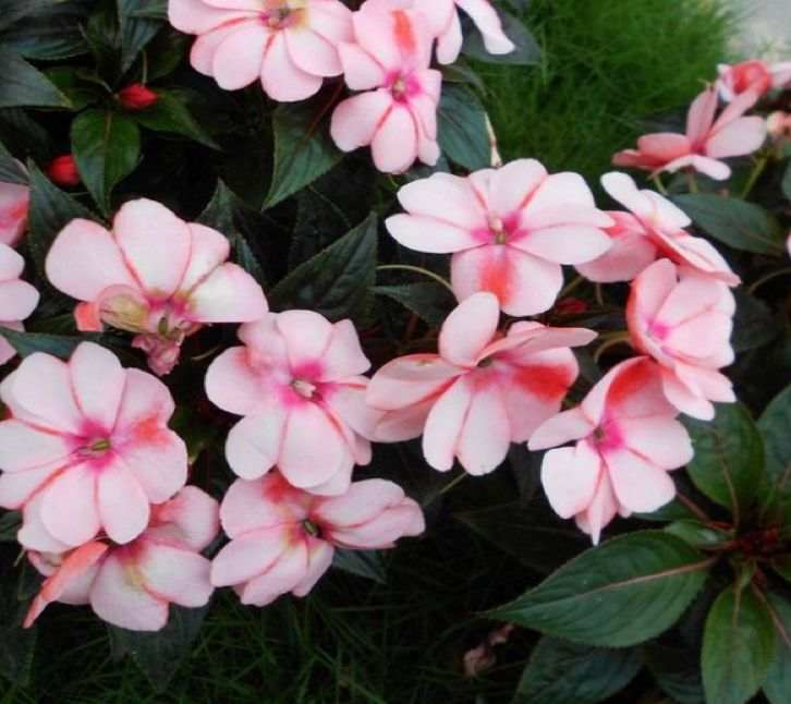 每月一花|神奇凤仙花——居住在世园美家的女神守护者