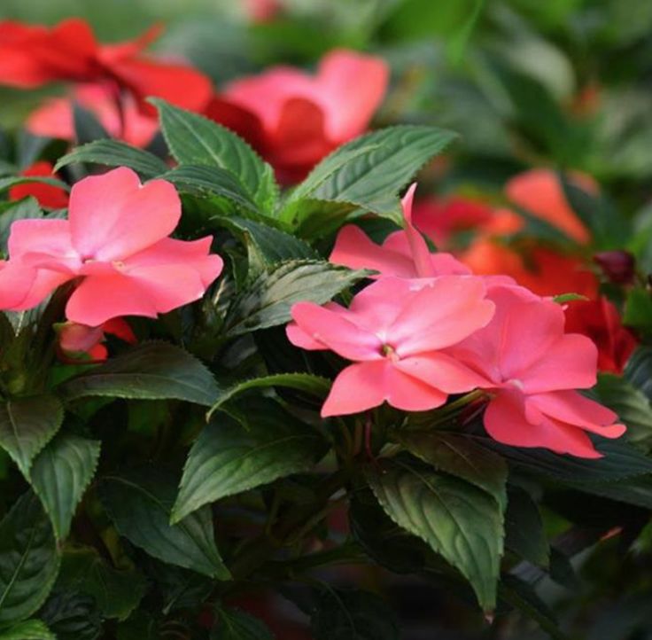 每月一花|神奇凤仙花——居住在世园美家的女神守护者