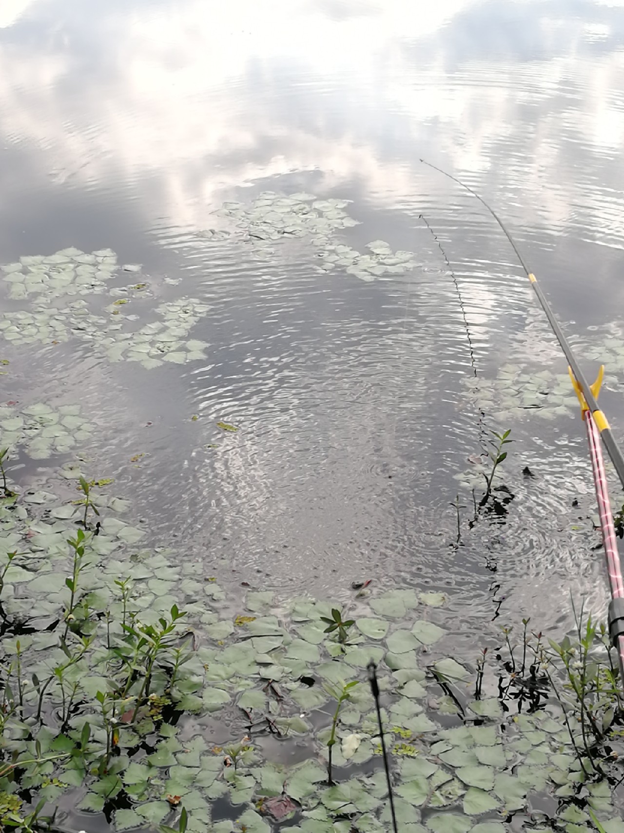 头顶烈阳开拓钓位逐泡寻鲫放流可怜鱼获