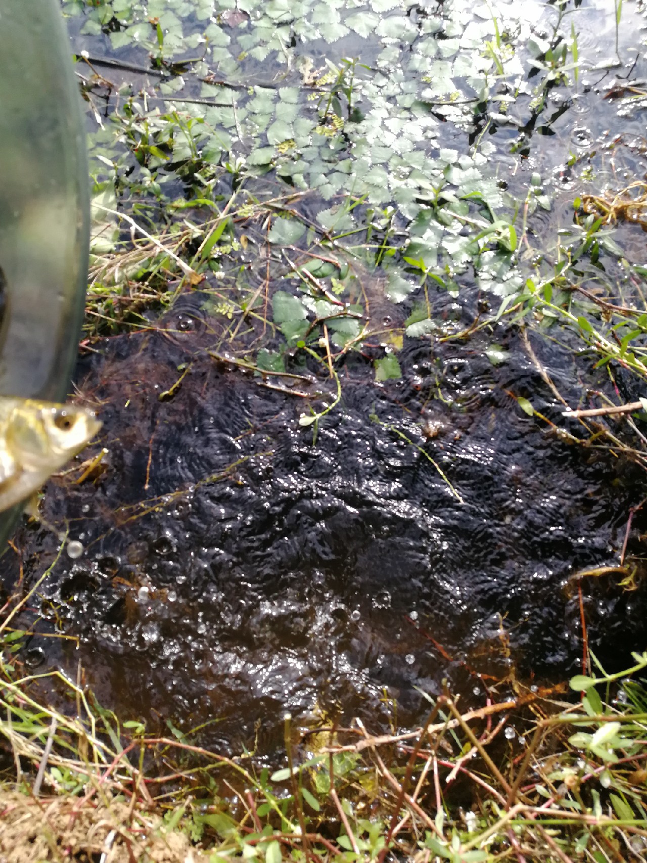 头顶烈阳开拓钓位逐泡寻鲫放流可怜鱼获