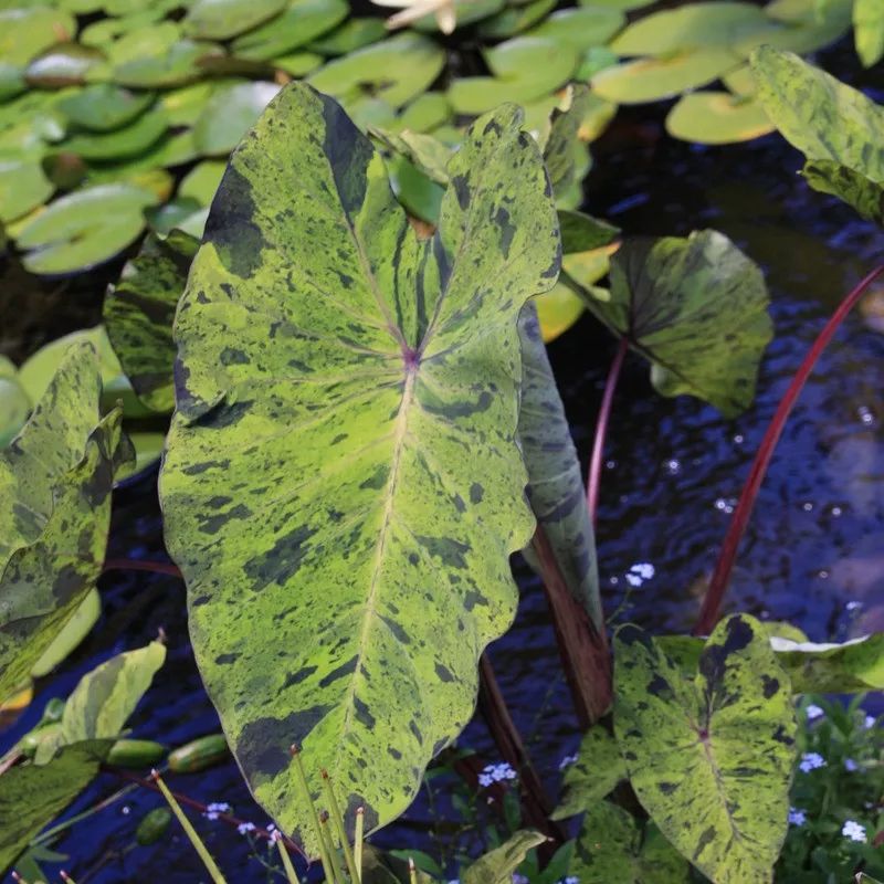 2000块一斤的芋头到底长什么样？绿植达人爱不释手的黑金海芋告诉你答案