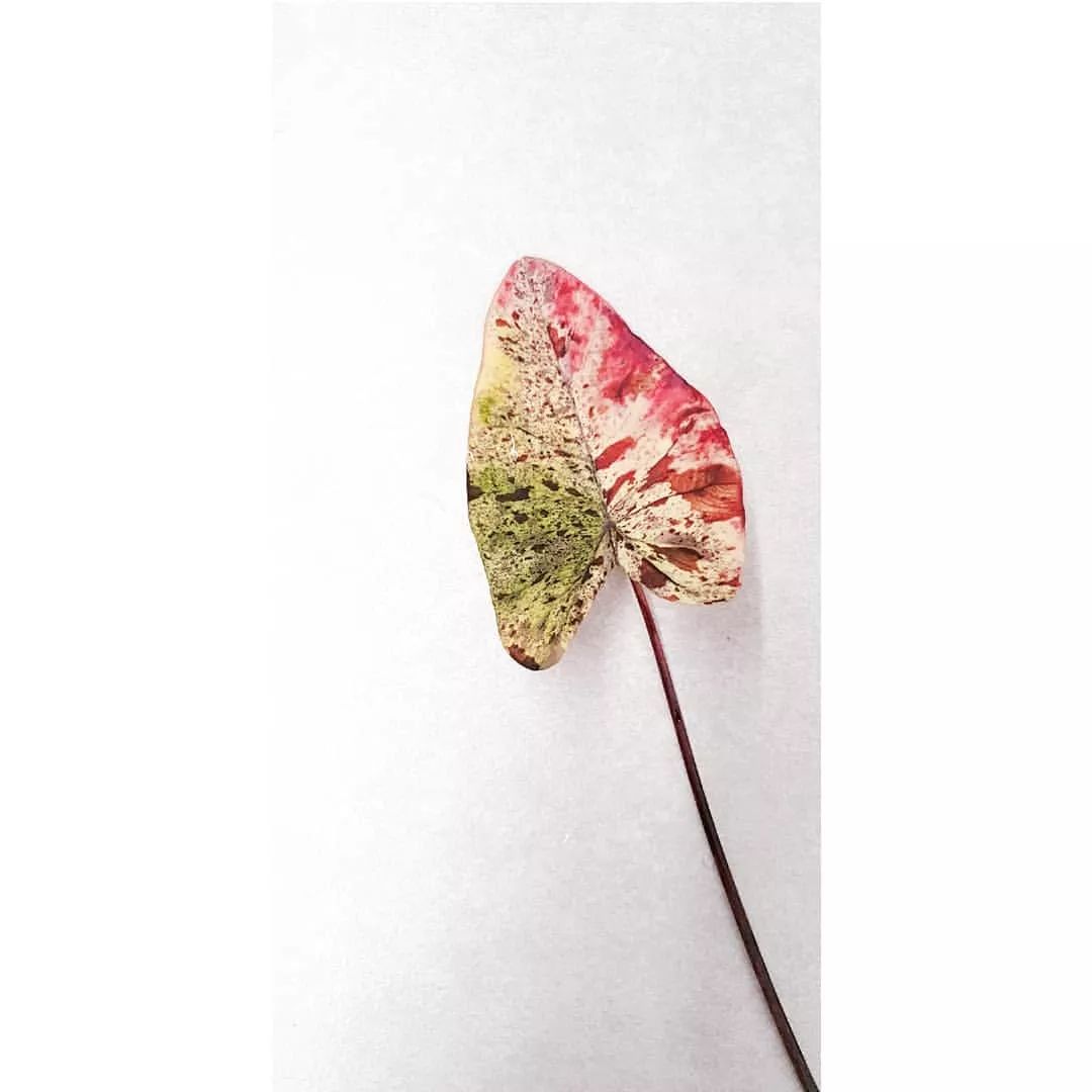 2000块一斤的芋头到底长什么样？绿植达人爱不释手的黑金海芋告诉你答案