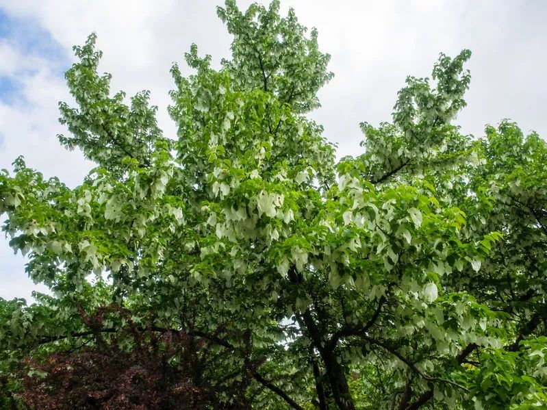 为什么大熊猫是珍稀濒危野生动物,被誉为植物中的大熊猫的珍稀植物