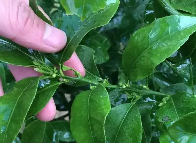 多效唑使用常识是什么,新式的多效唑如何