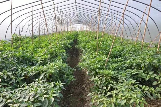 多效唑使用常识是什么,新式的多效唑如何