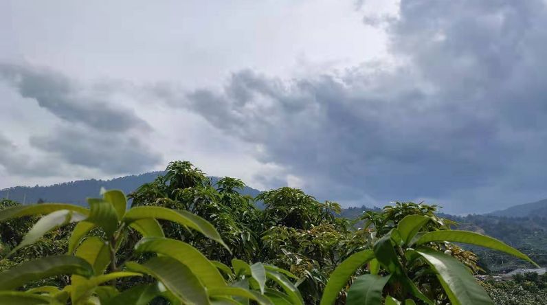 橡树|收拾散落在南高原的阳光——金煌芒果挂枝待售