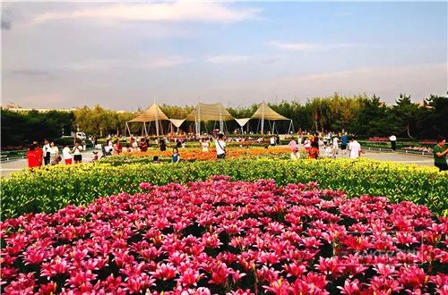 百合花海打卡地,春天长春网红打卡地