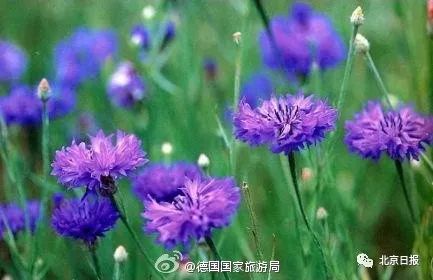 中国官方承认的国花选出来了吗,中国的国花目前选出来了吗