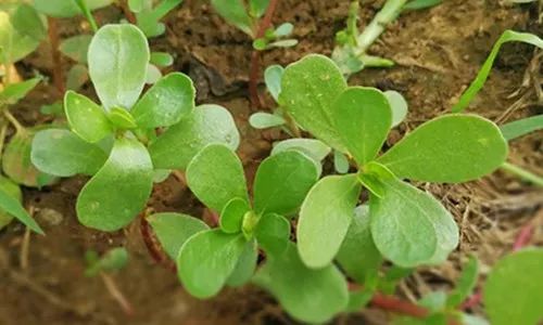 夏季清热解毒时令菜,四种盛夏当家菜清凉降火有奇效