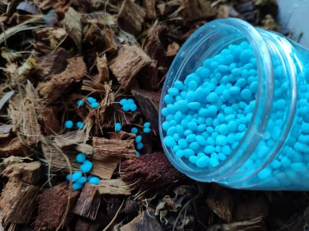 睡莲养护方法教程图解简易,睡莲养护技巧如何养护睡莲