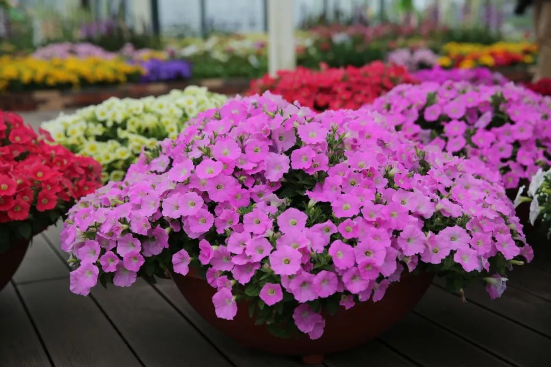 睡莲养护方法教程图解简易,睡莲养护技巧如何养护睡莲