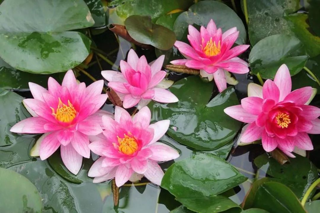睡莲养护方法教程图解简易,睡莲养护技巧如何养护睡莲