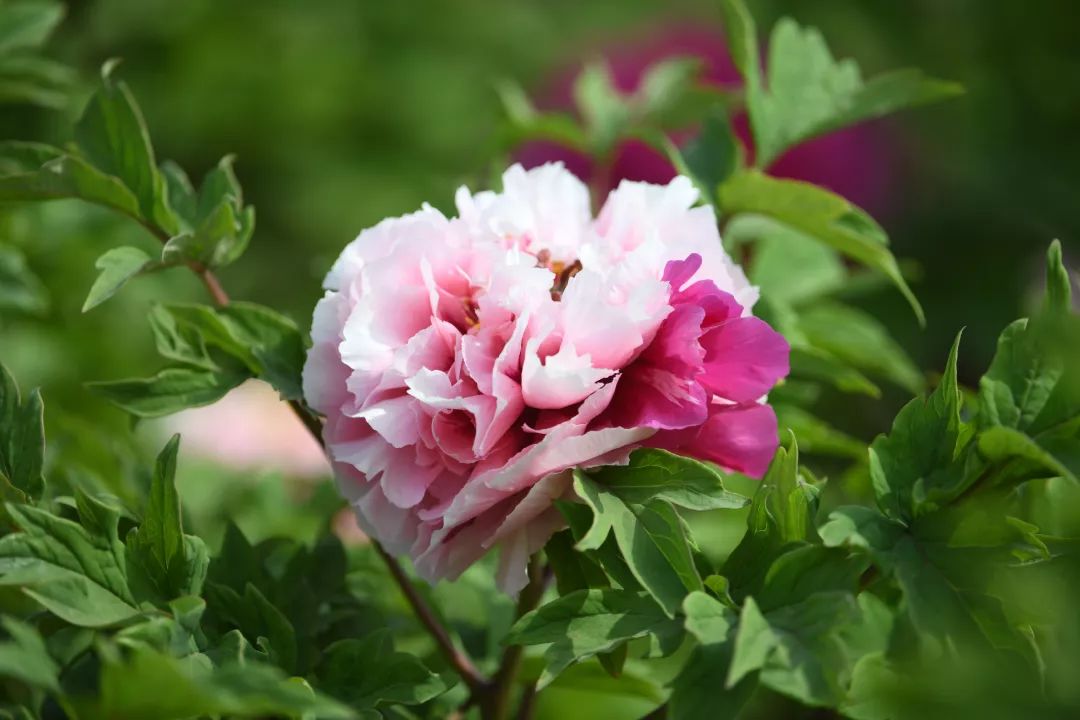 我国没有定国花吗,中国的国花定下了吗