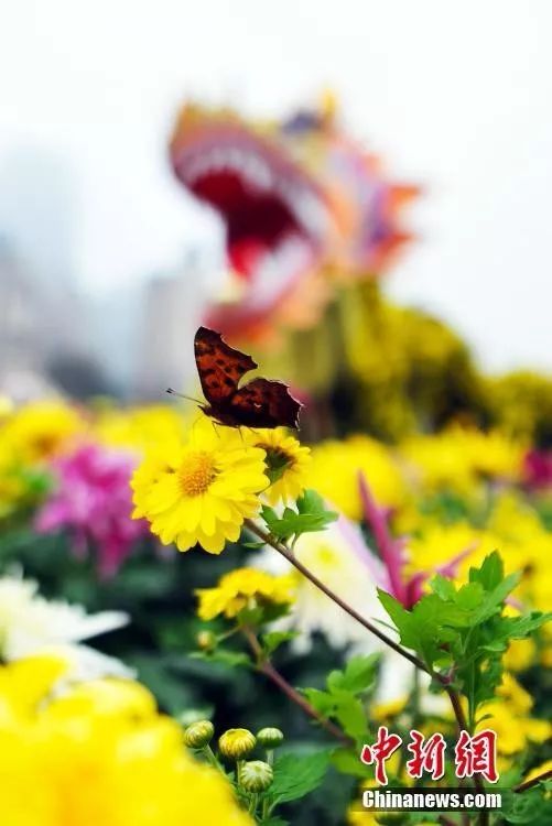 中国官方承认的国花选出来了吗,中国的国花目前选出来了吗