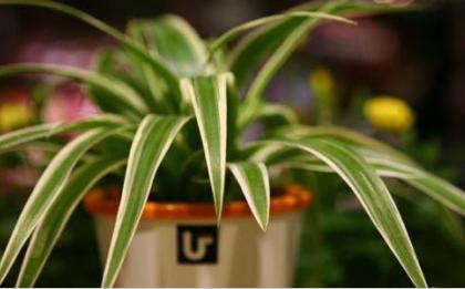 除甲醛用盐水最好最快的方法是,怎样用盐水去除甲醛最简单的方法