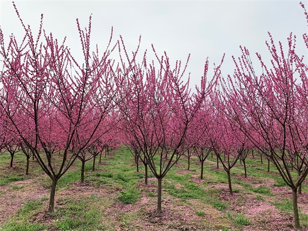走乡村看新貌视频,走进乡村看振兴印江板溪