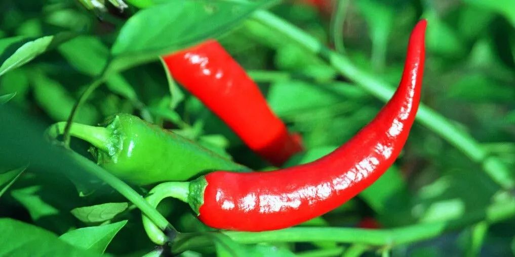 滋养修复并且能美白的沐浴露,既能洗澡又能洗脸的沐浴露