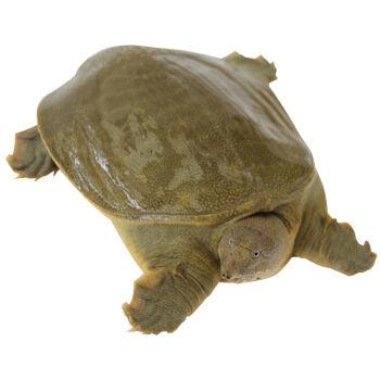 甲鱼养殖技术和疾病防治,甲鱼养殖死亡率高的病害怎么防治