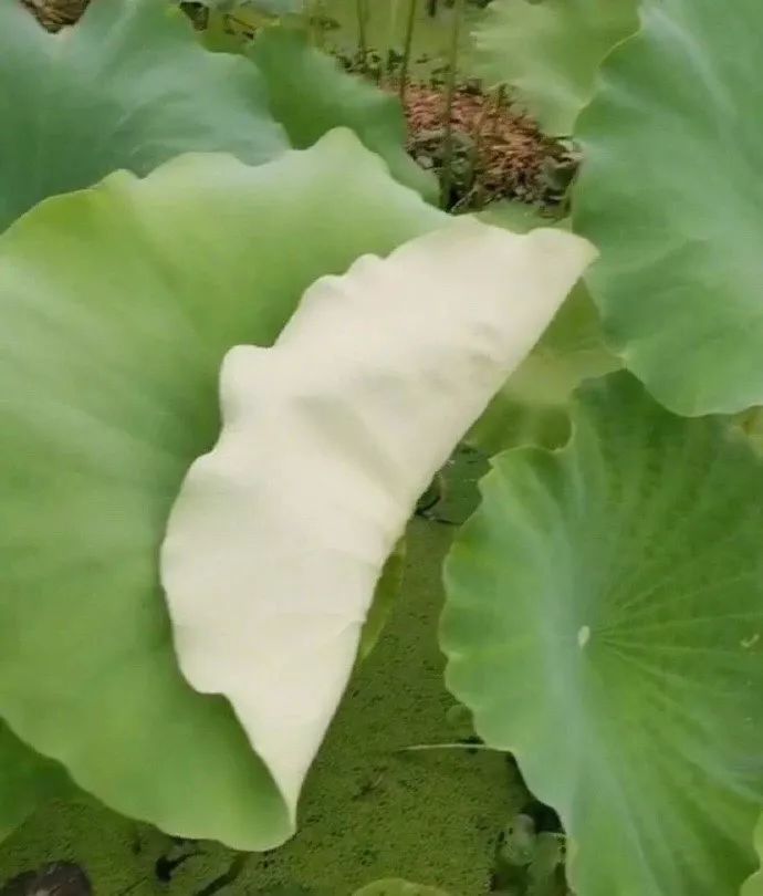 我发现了钢铁直男出轨的细节，结果...太优秀了哈哈哈哈哈哈哈哈哈哈