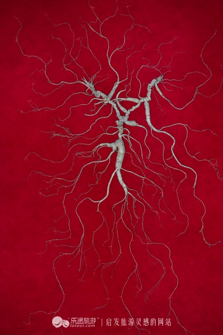 云岭深山自然美景,云岭野山参风景旅游区