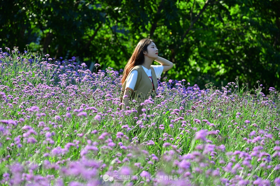 云岭深山自然美景,云岭野山参风景旅游区