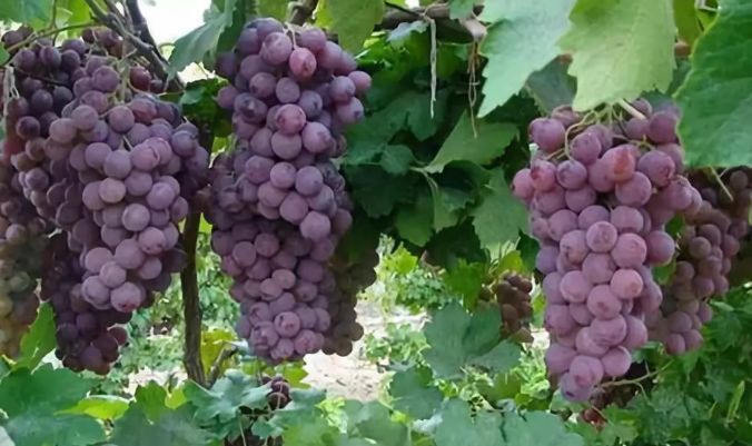 大厂日常生活,大厂夏天来了