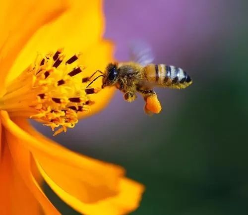蜂胶到底是什么样子,蜂胶大部分都是真的吗