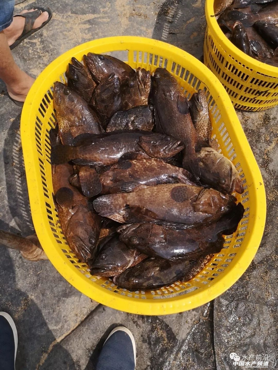 国内能养的虎类品种排行,什么品种的虎最好养