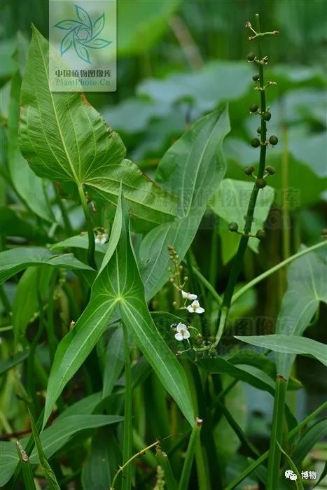 梨子好吃又脆,梨和脆萝卜