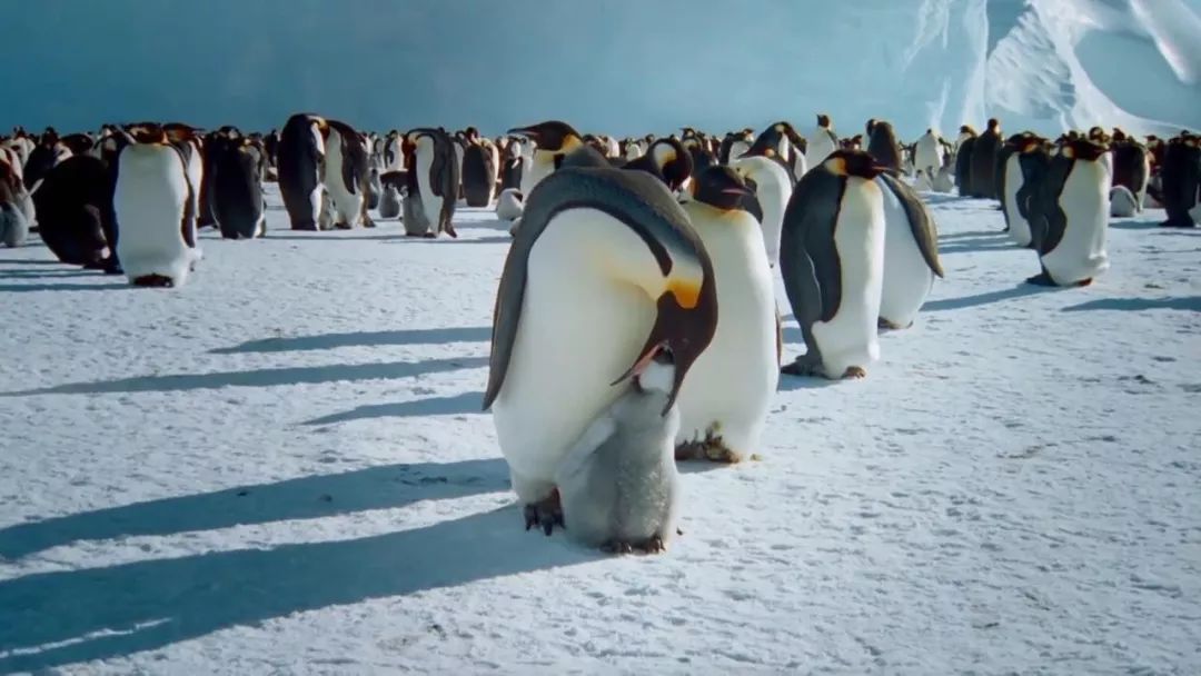 惊掉网友下巴的画面,豆瓣9.1分令人绝望