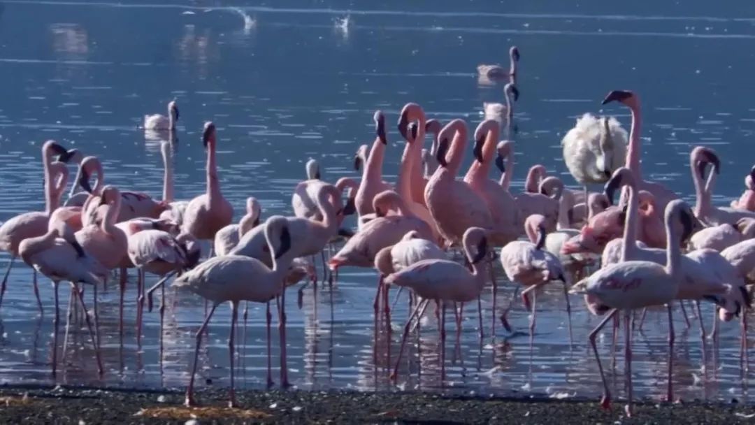 惊掉网友下巴的画面,豆瓣9.1分令人绝望