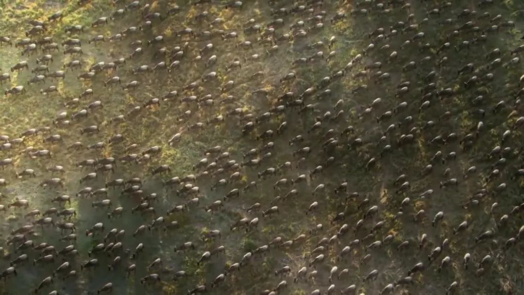 惊掉网友下巴的画面,豆瓣9.1分令人绝望