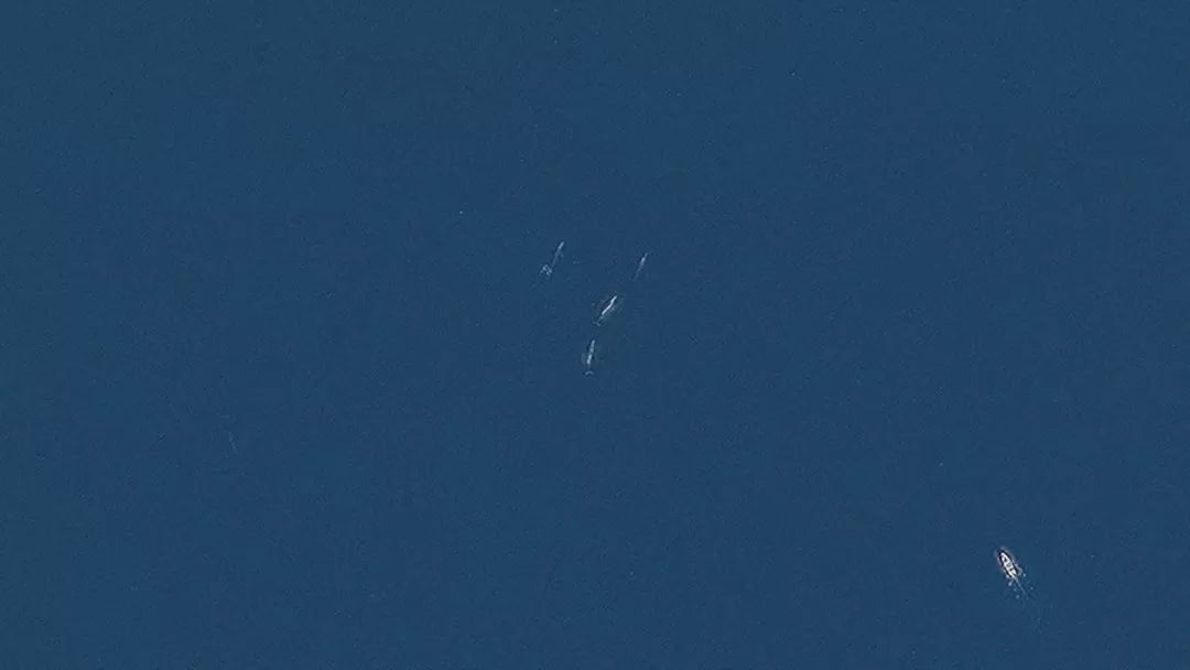 惊掉网友下巴的画面,豆瓣9.1分令人绝望