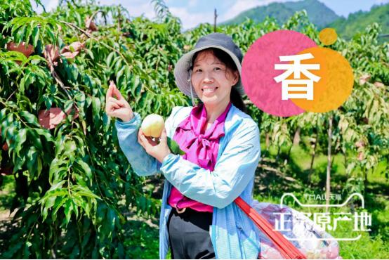 炎陵黄桃品牌大全,炎陵黄桃品牌