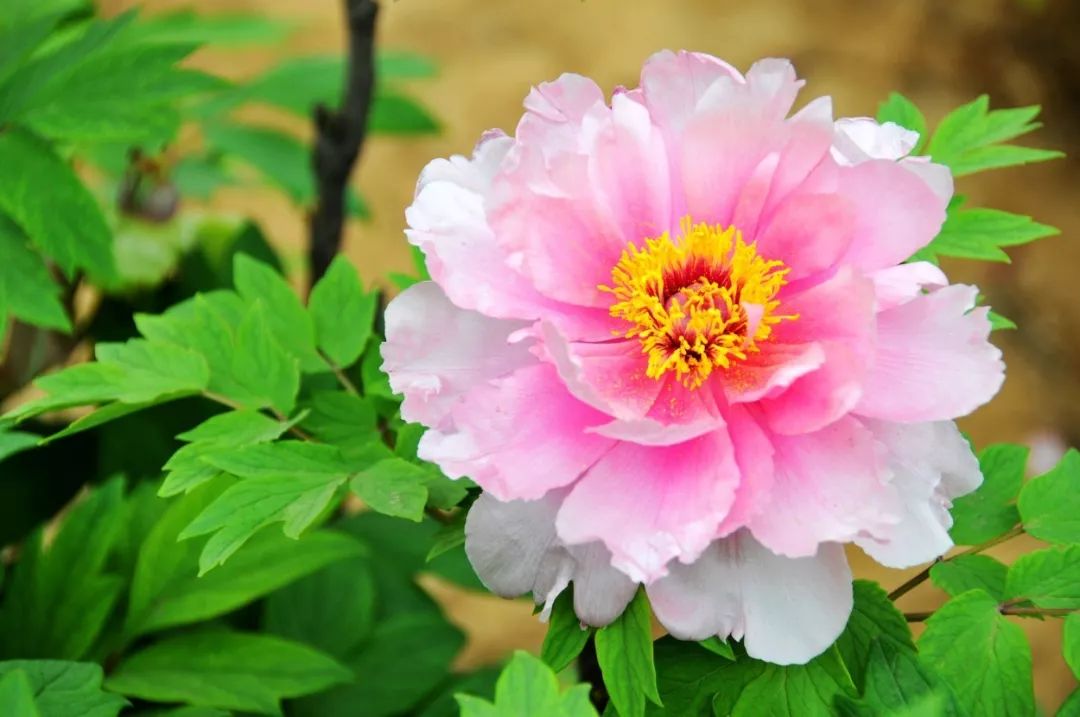 国花牡丹的养殖方法和注意事项,国花牡丹简笔画图片