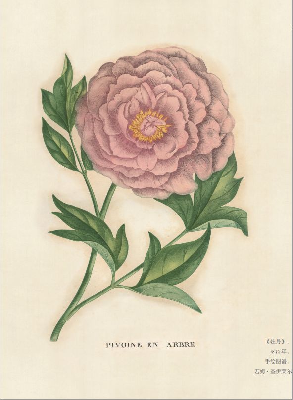 国花牡丹的养殖方法和注意事项,国花牡丹简笔画图片